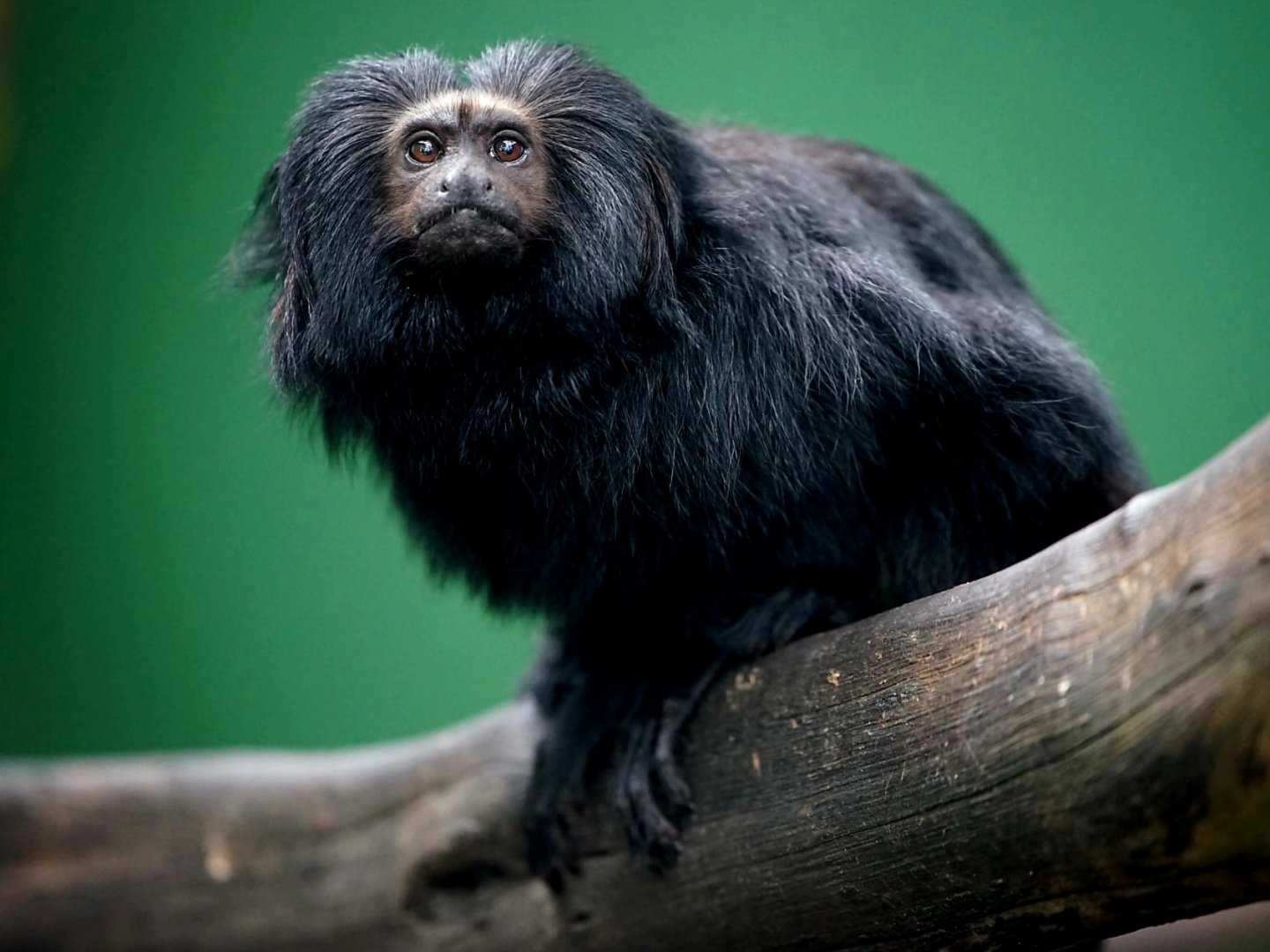 Black Tamarin