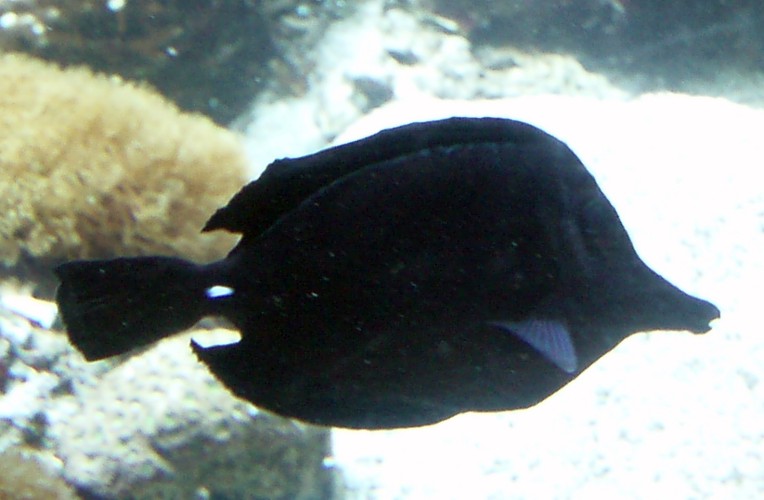 Black Tang (Zebrasoma rostratum)