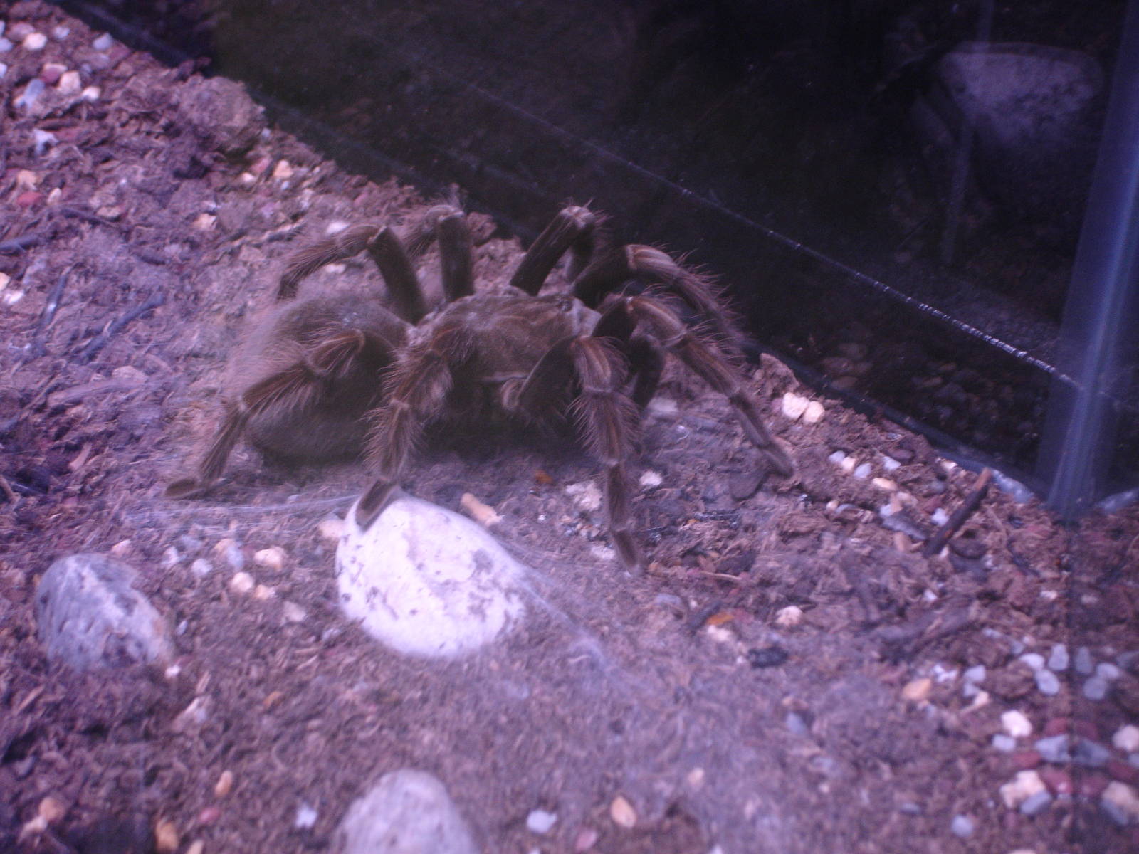 Black Tarantula