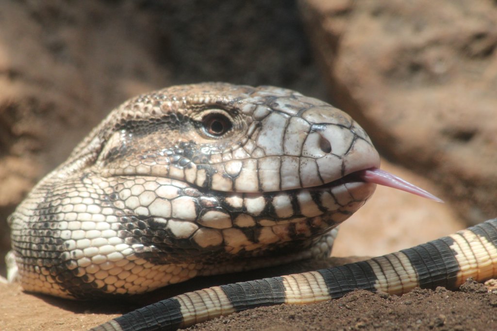 Black Tegu
