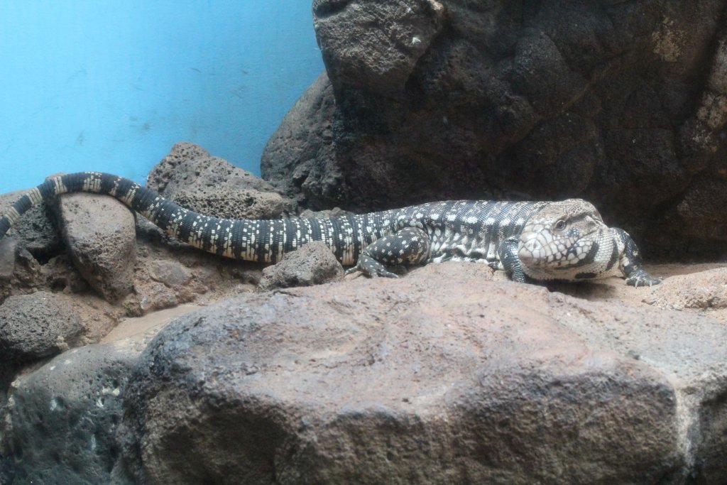 Black Tegu