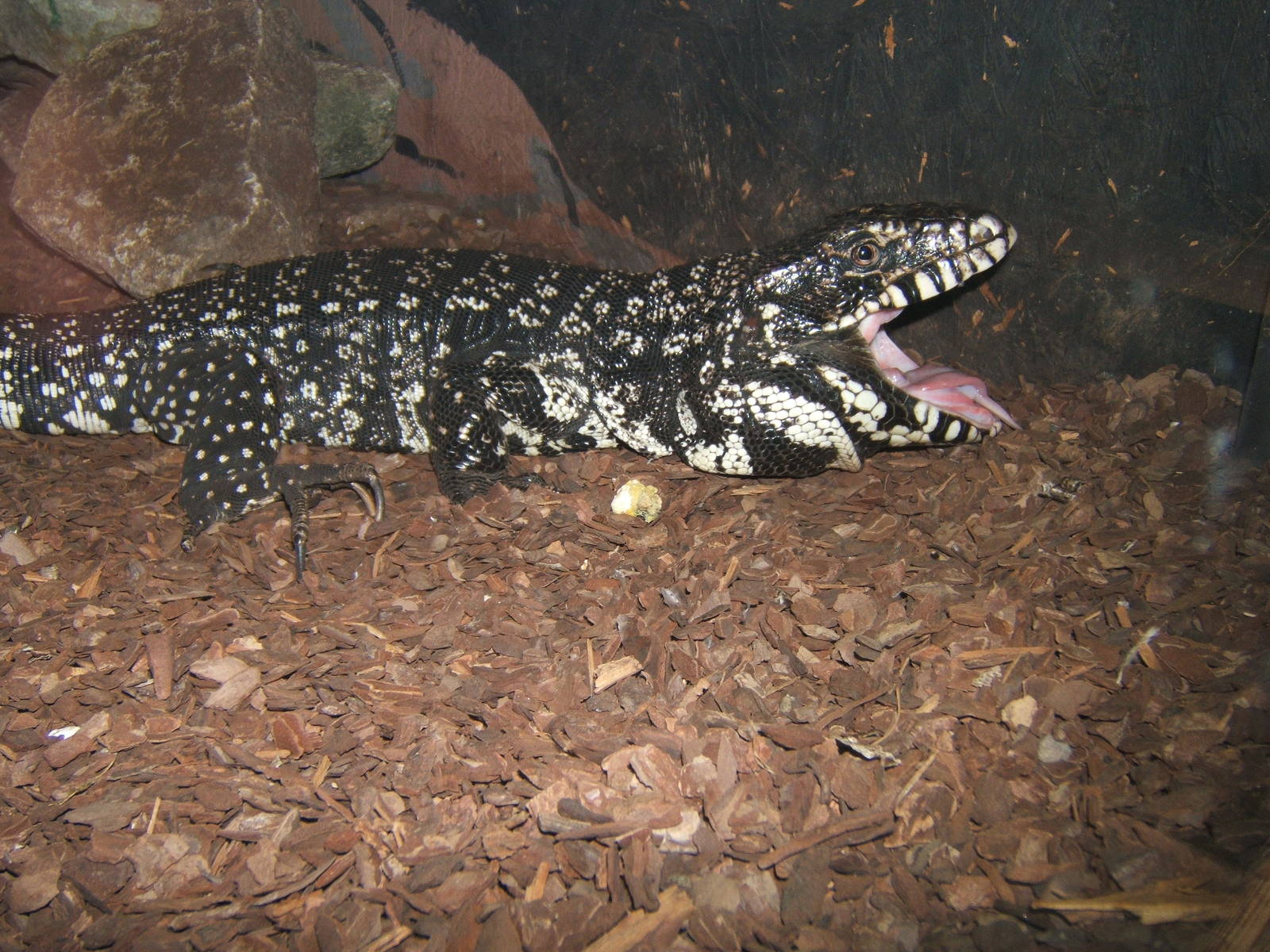 Black Tegu