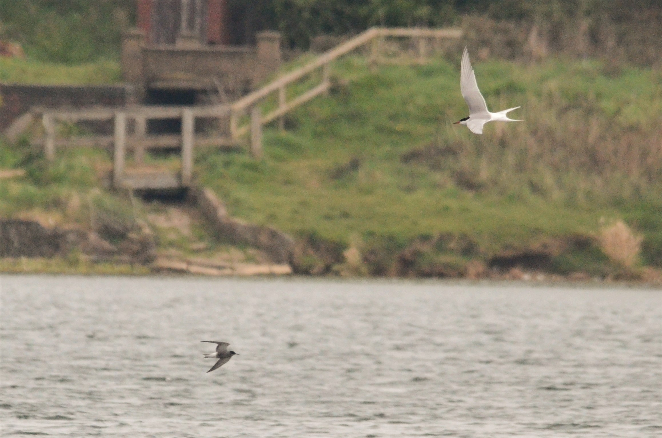 Black Tern and Common Tern, Thrybergh Country Park, 30/04/17