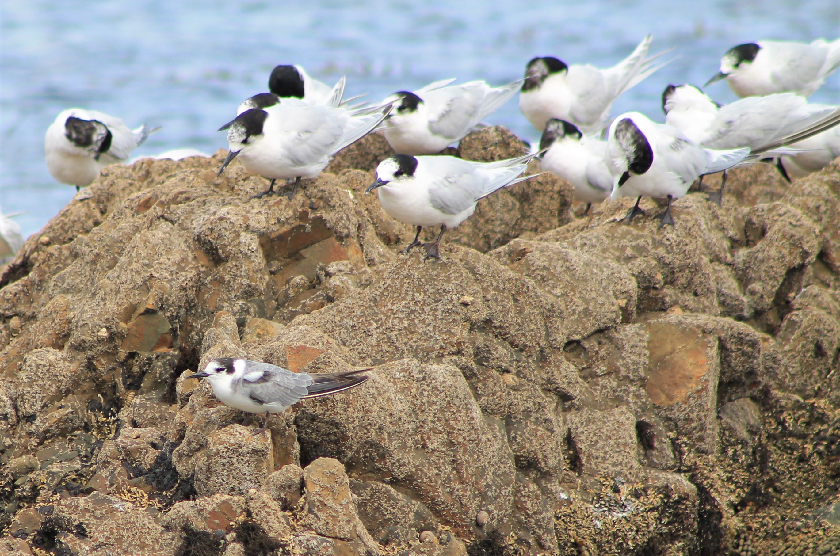Black Tern (Chlidonias niger) and White-fronted Terns (Sterna striata)