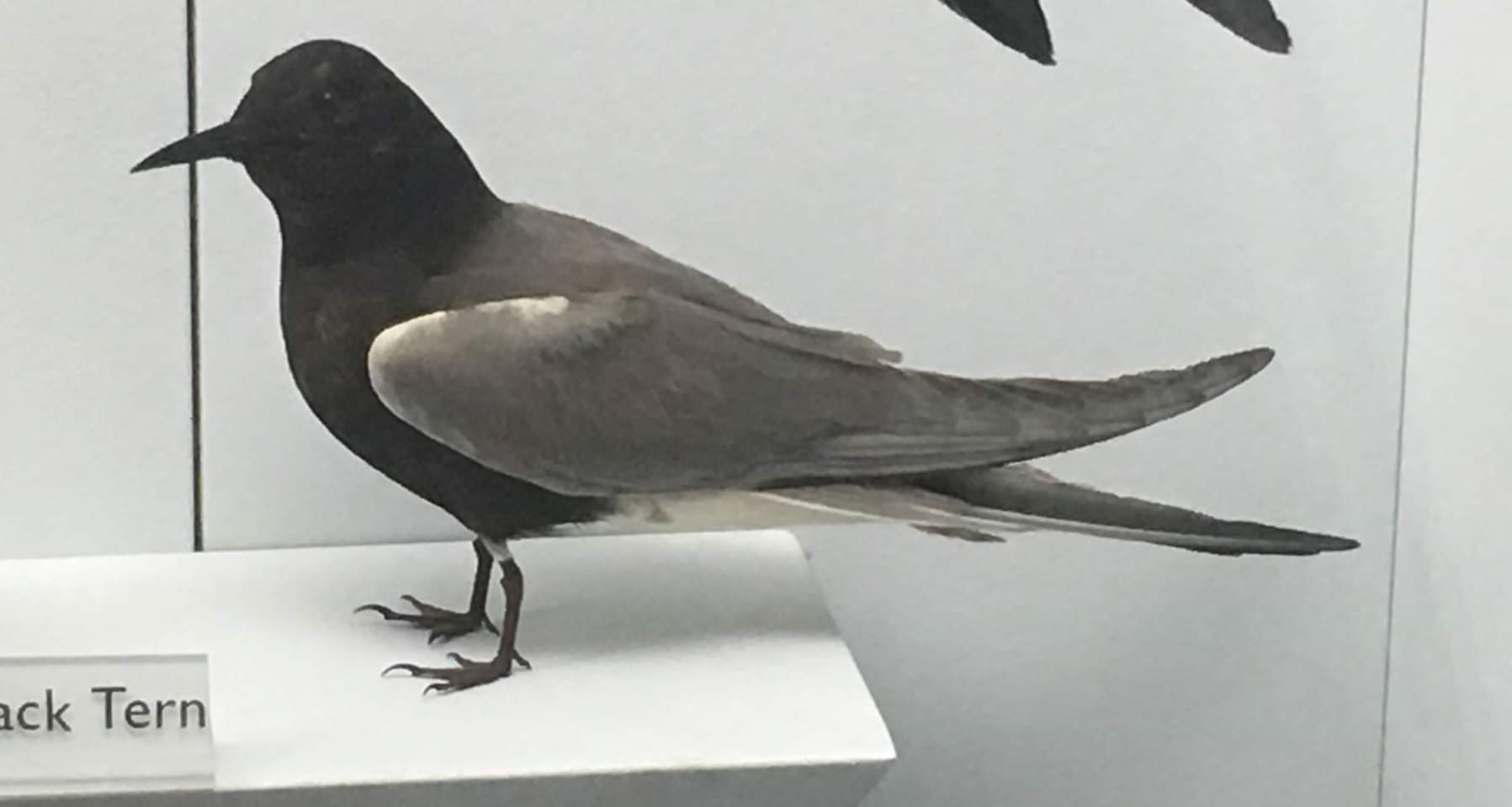 Black tern (Chlidonias niger)