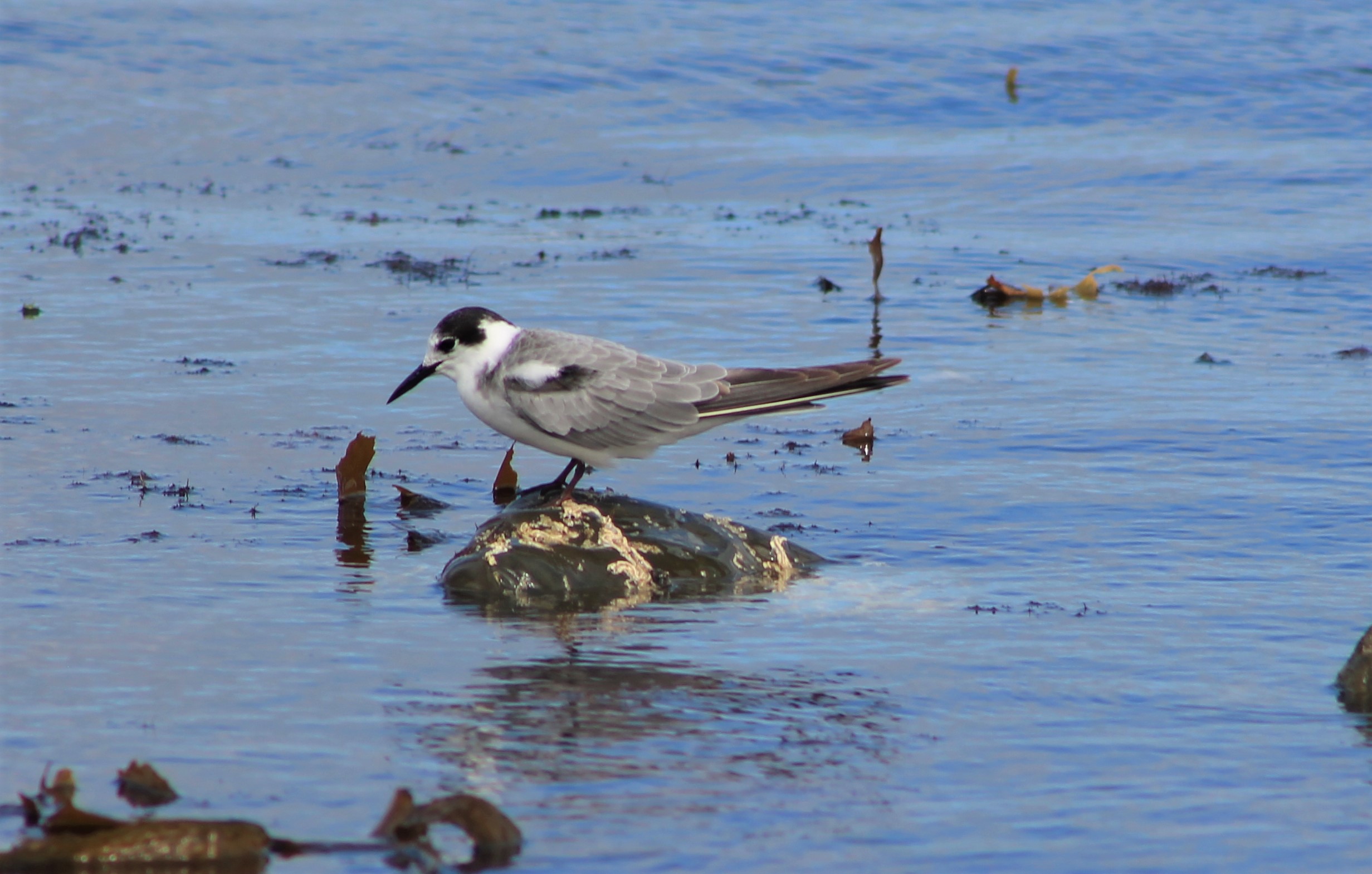 Black Tern (Chlidonias niger)