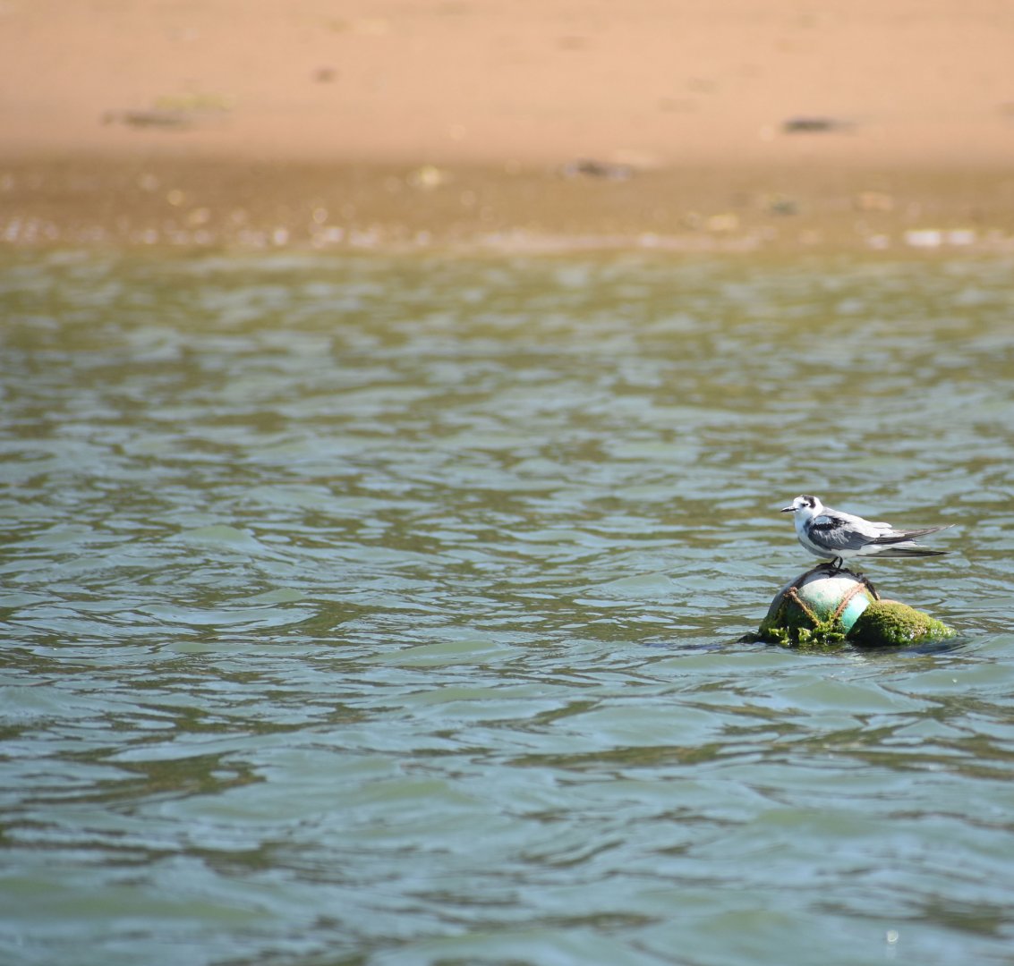 Black tern - (Lagune de Khnifiss)
