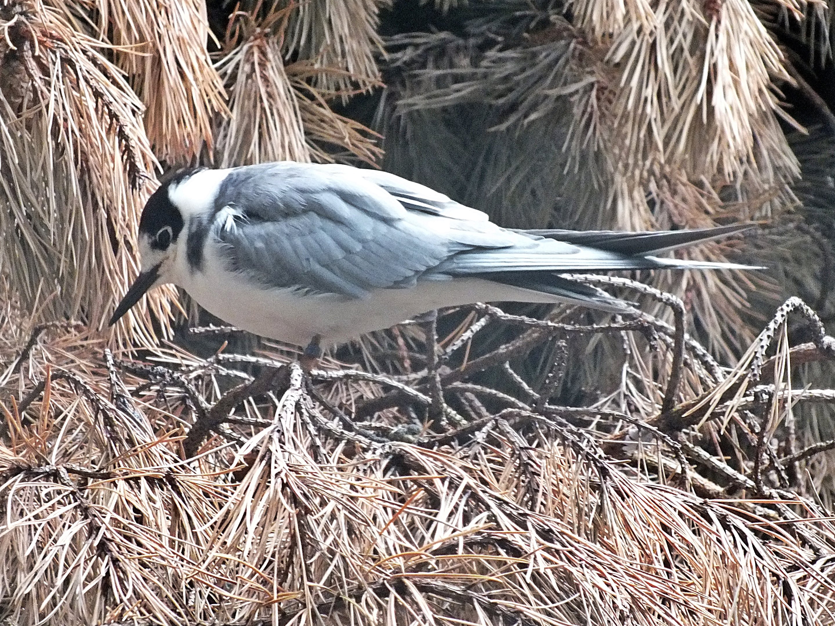 Black tern