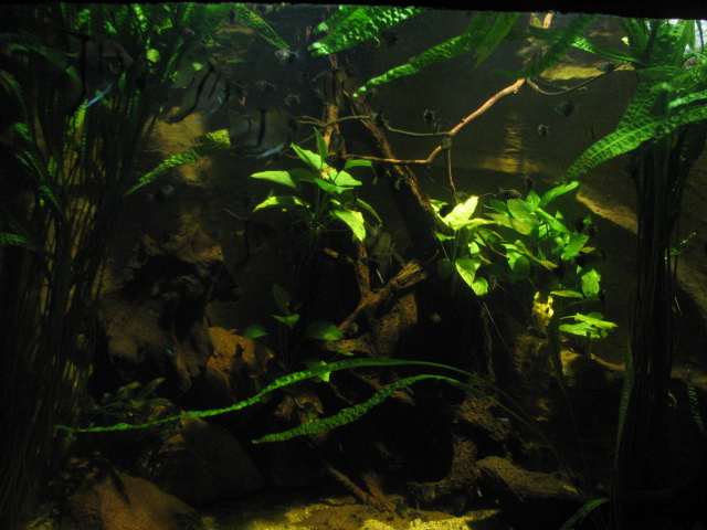 Black tetra and Angelfish tank