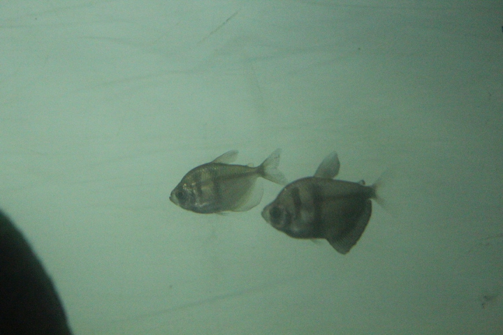 Black tetra (Gymnocorymbus ternetzi)