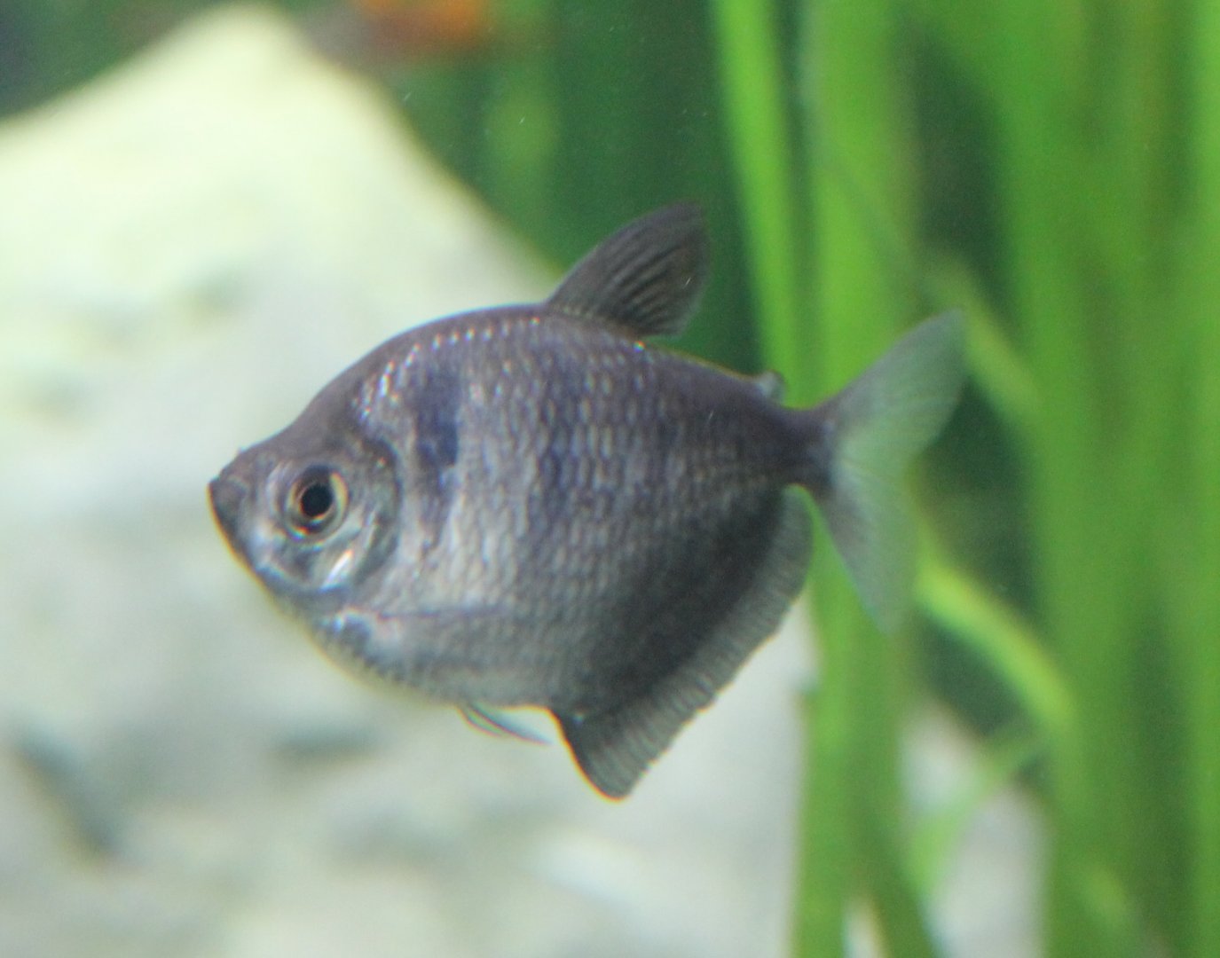 Black tetra