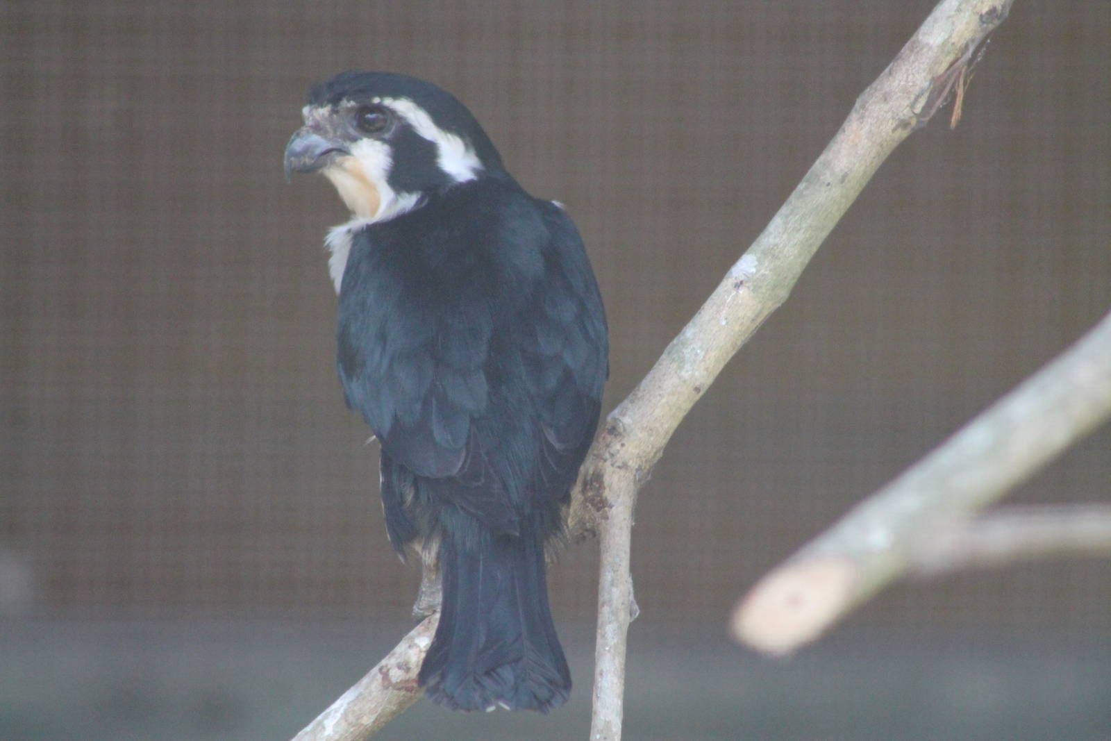 black-thighed falconet (Microhierax fringillarius)