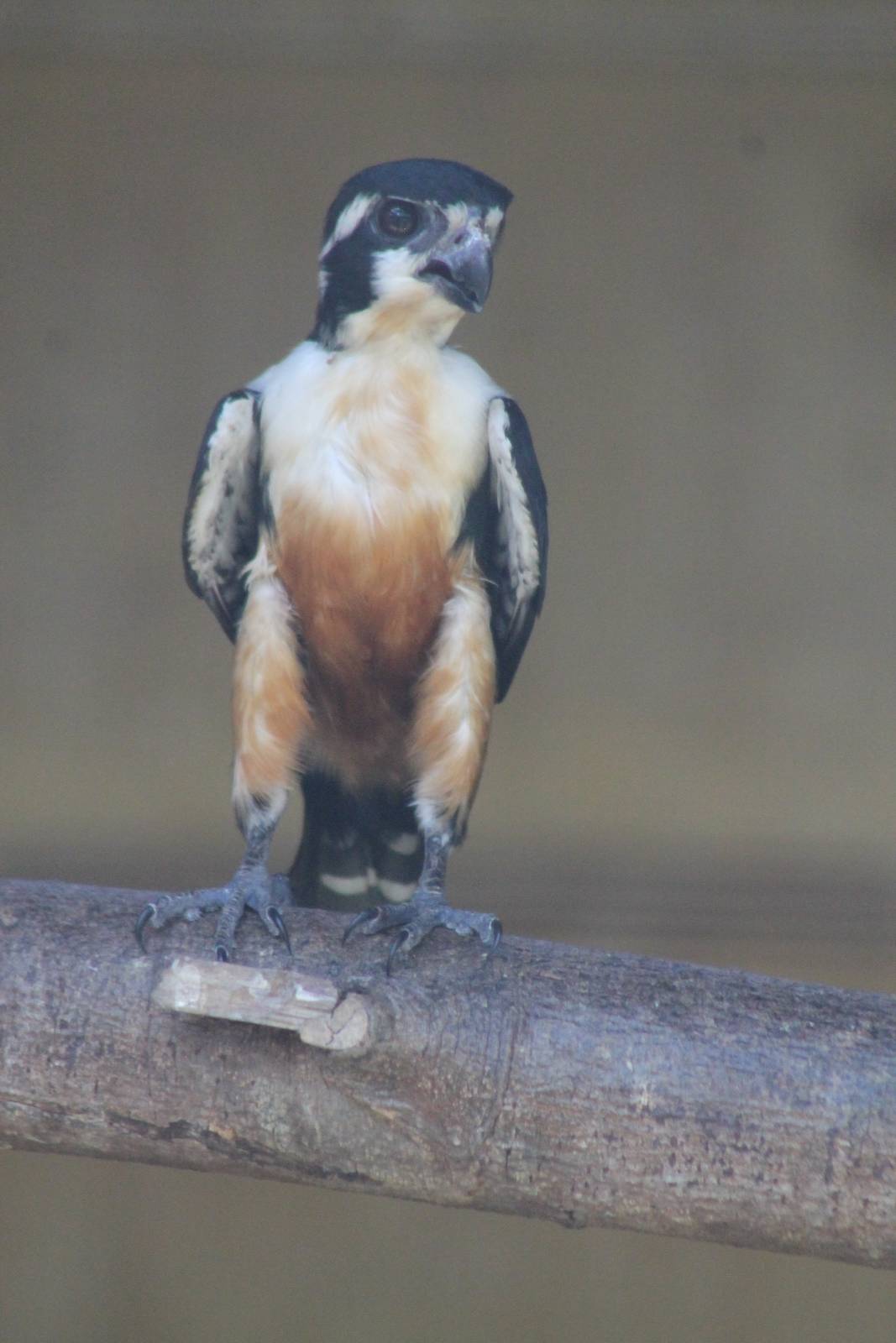 black-thighed falconet (Microhierax fringillarius)