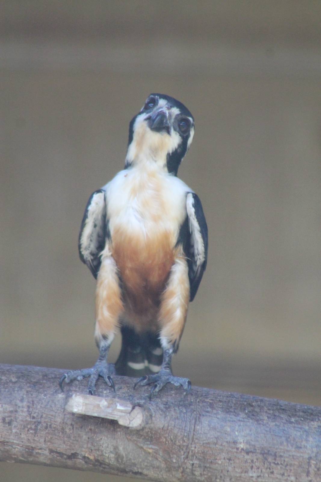 black-thighed falconet (Microhierax fringillarius)