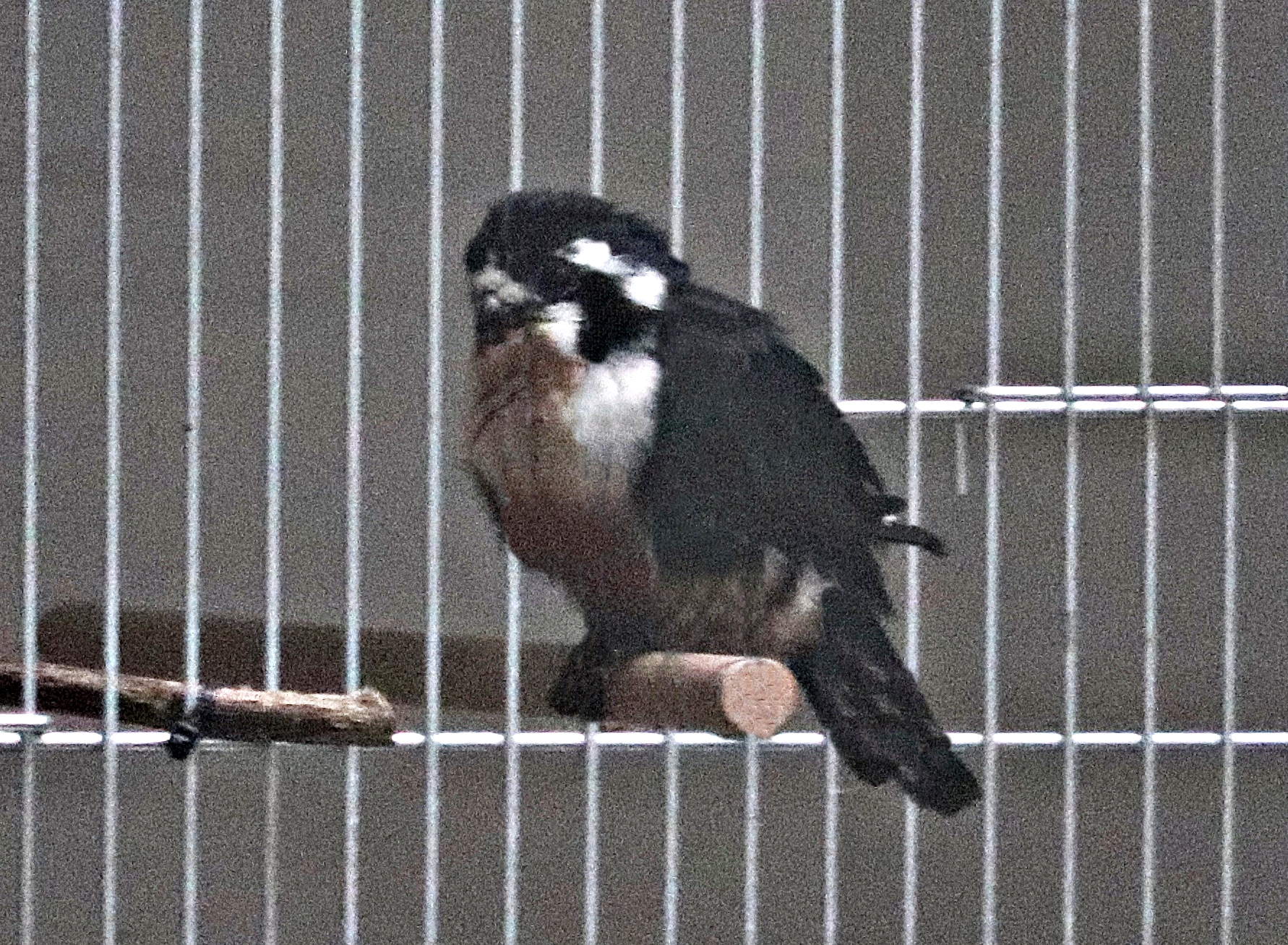 Black-thighed falconet (Microhierax fringillarius)