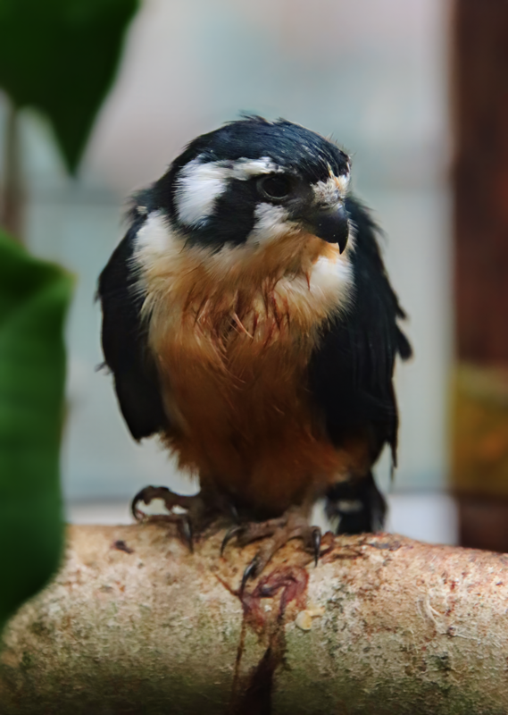 Black-thighed falconet (Microhierax fringillarius)