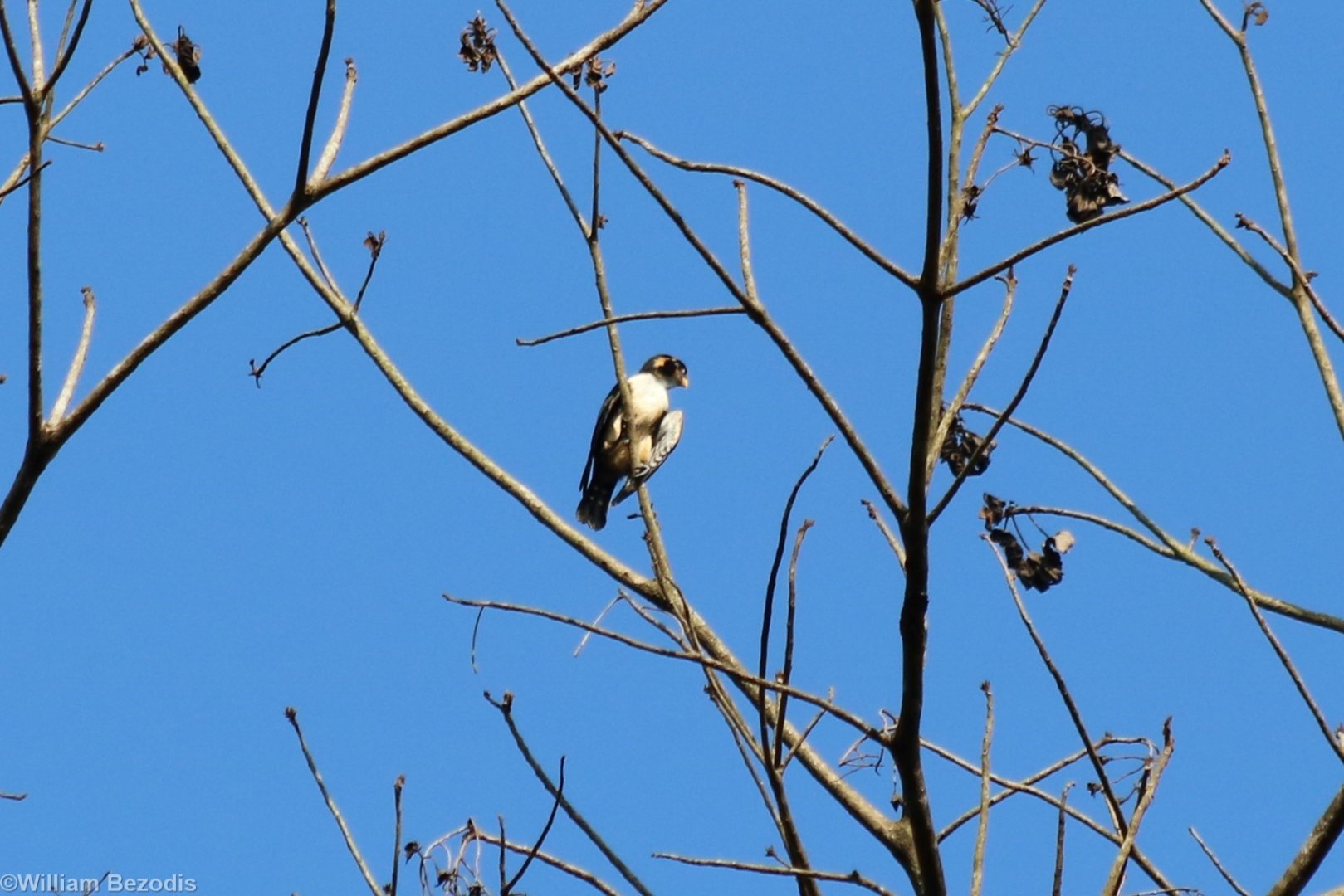 Black-thighed Falconet - Taman Negara
