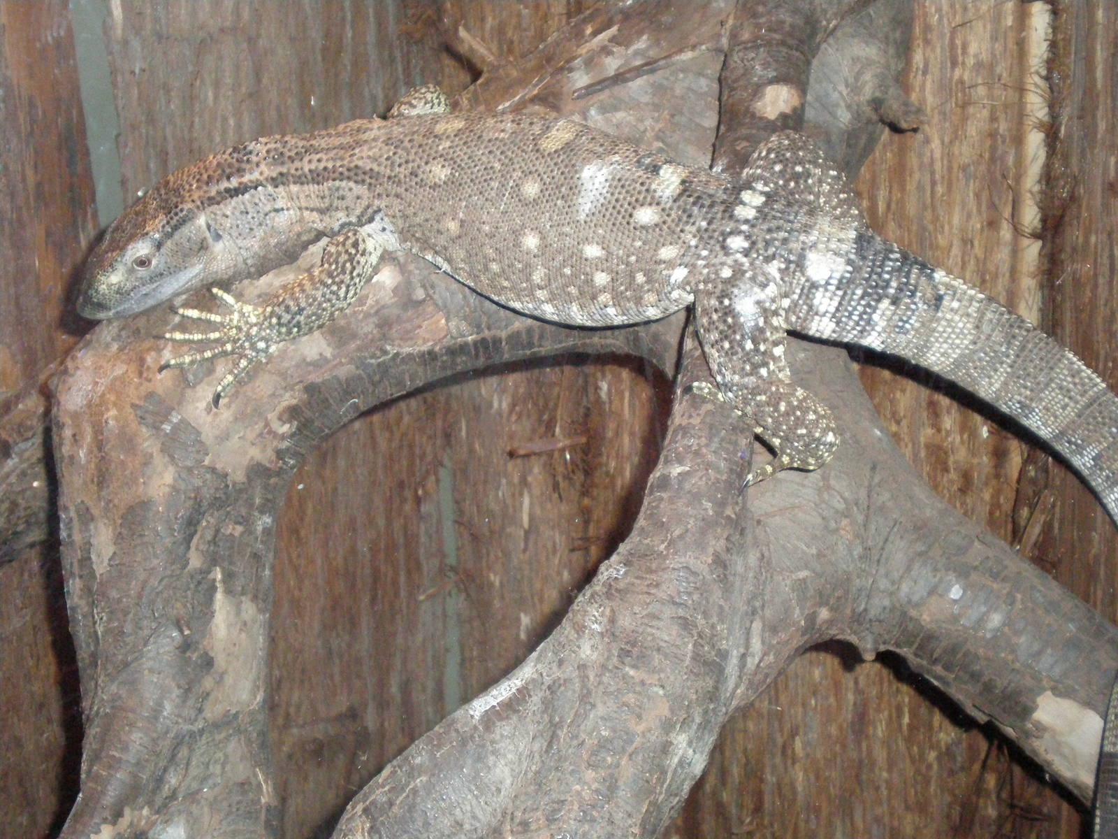 Black Throat Monitor- AA JUN08