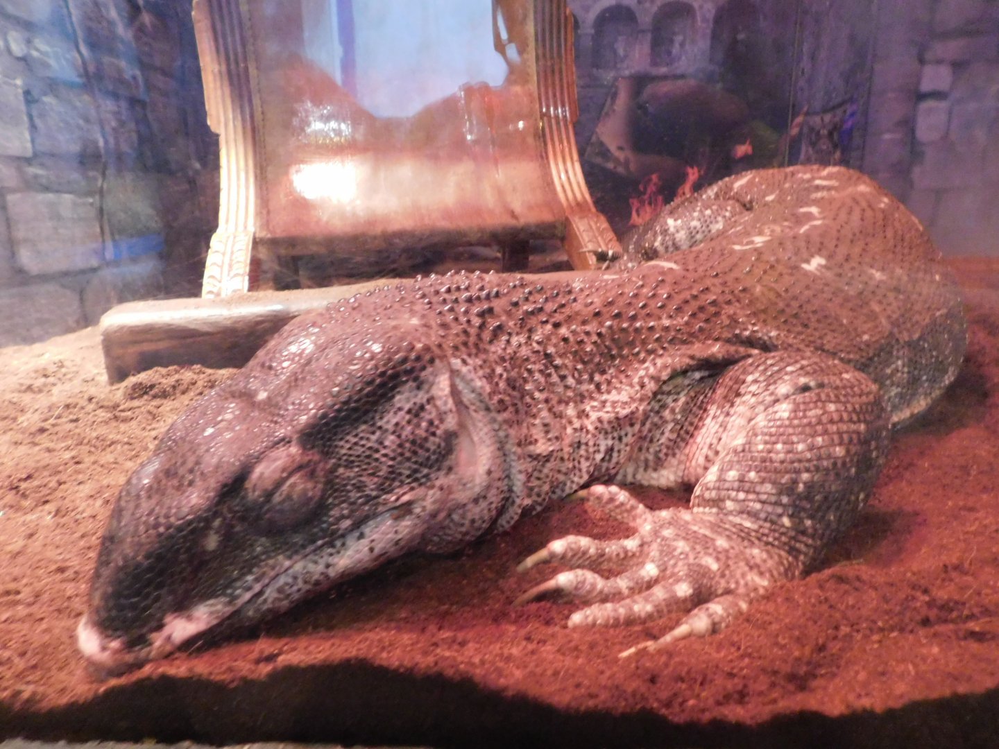 Black Throat Monitor