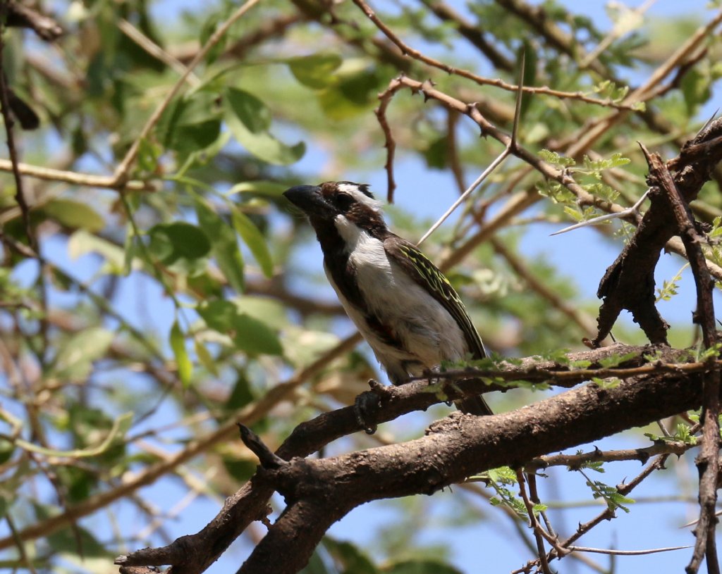 Black-throated Barbet