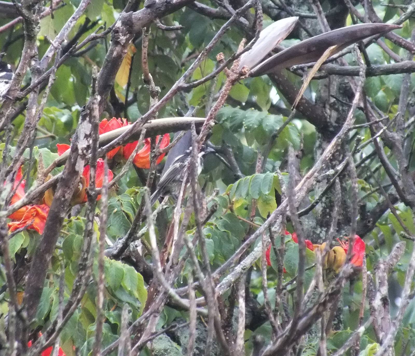 Black-throated Barbet