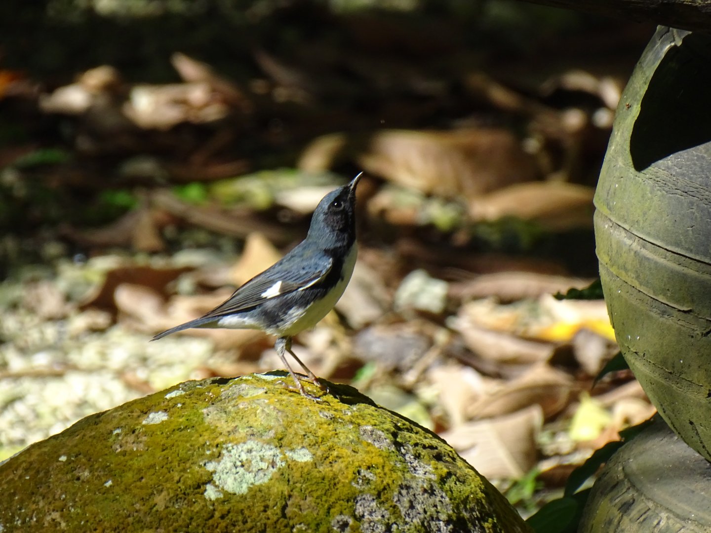 Black-throated blue warbler (Setophaga caerulescens) Wild in Jamaica