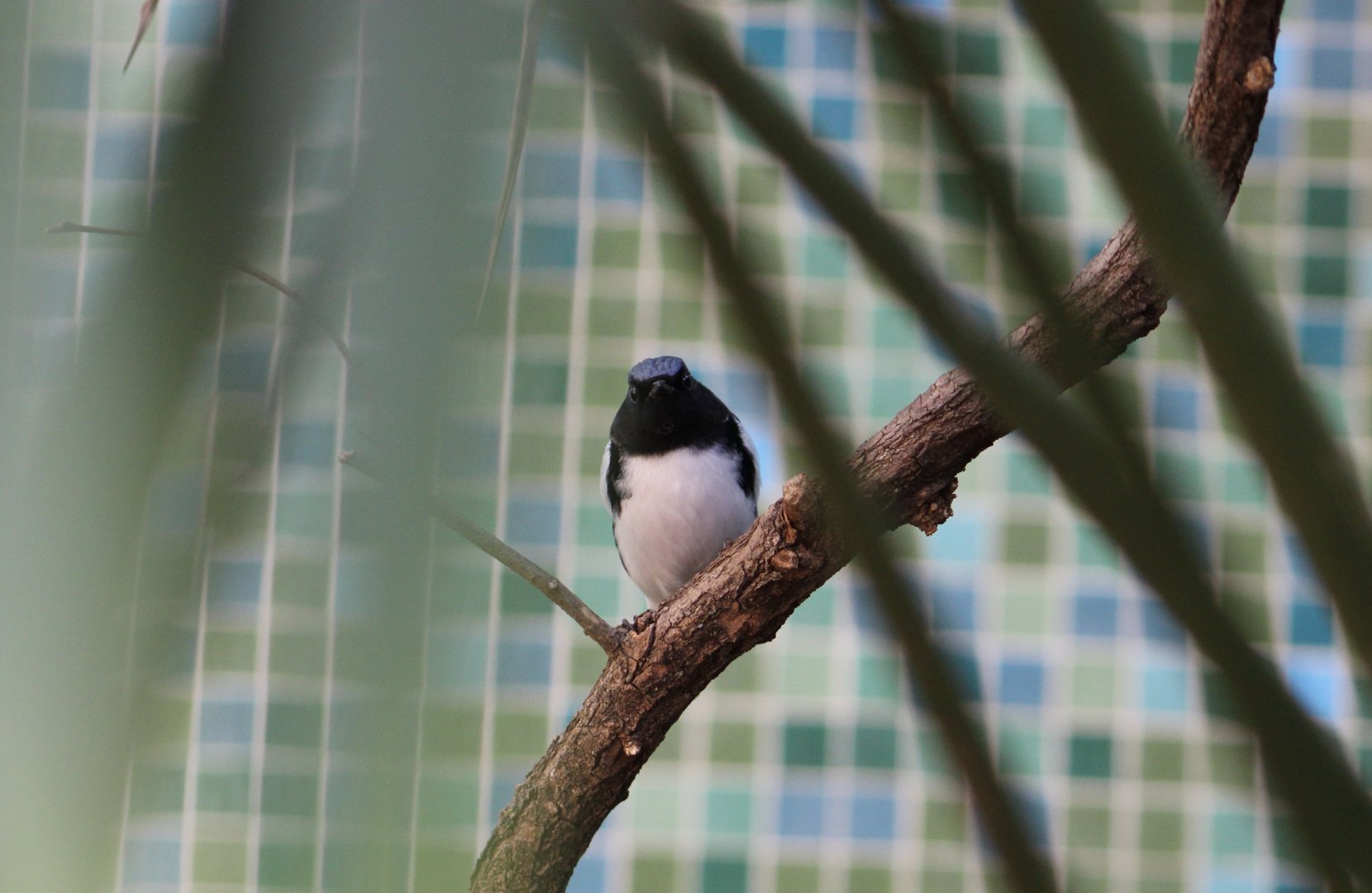 Black-Throated Blue Warbler (Setophaga caerulescens)