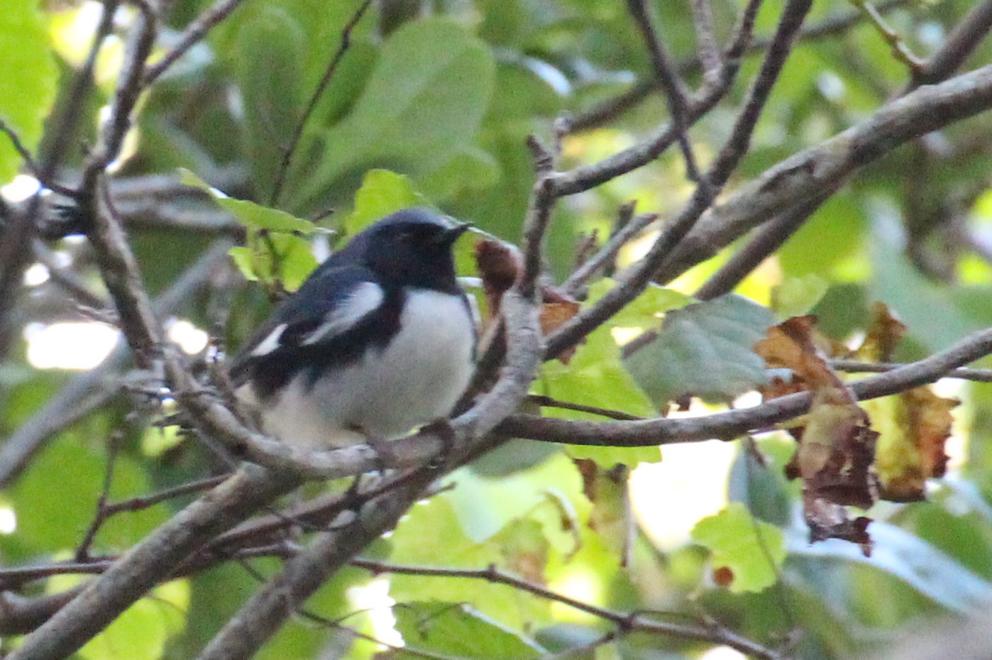 Black-throated Blue Warbler