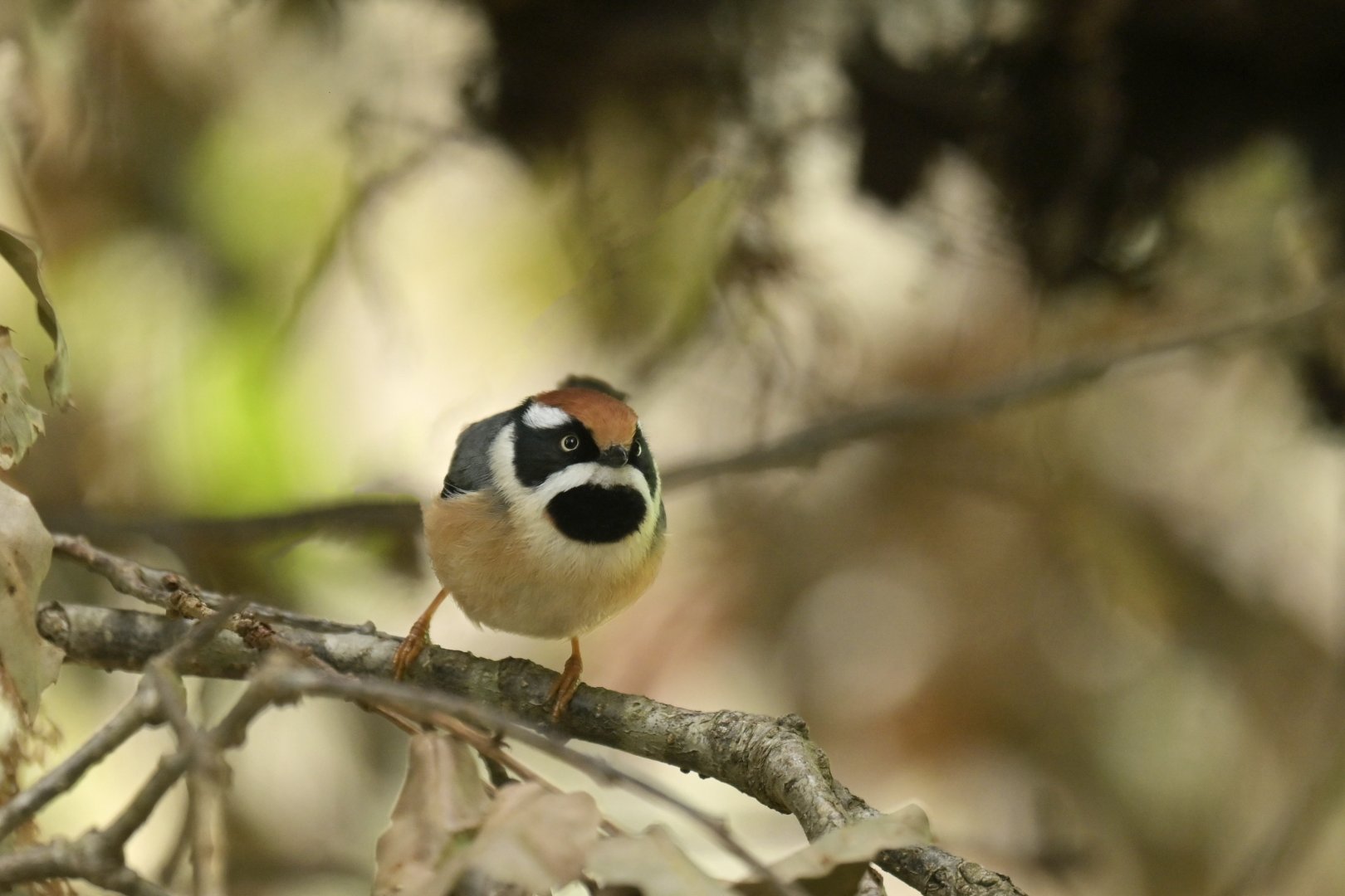 Black-throated bushtit (Aegithalos concinnus)