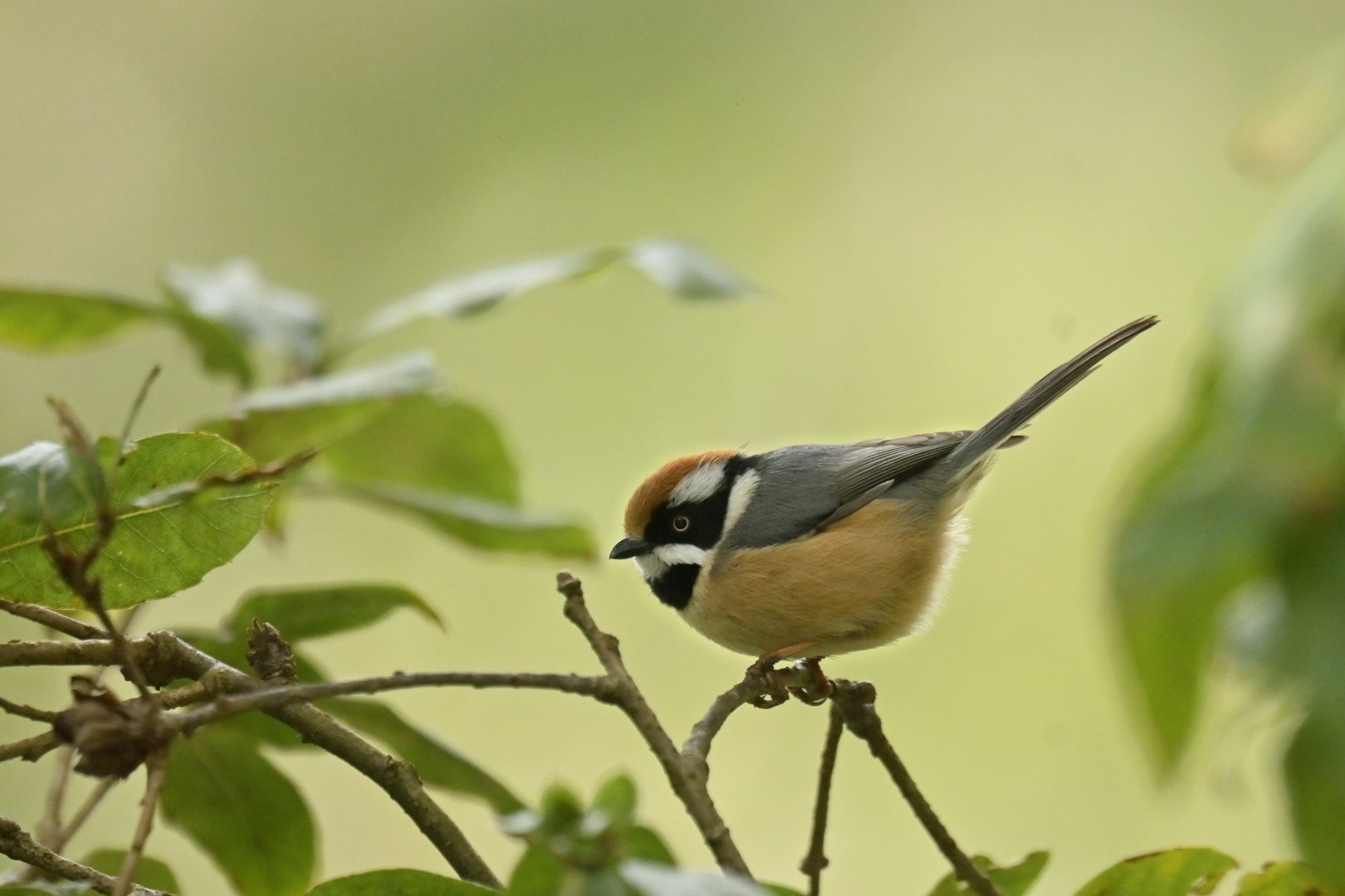 Black-throated bushtit (Aegithalos concinnus)
