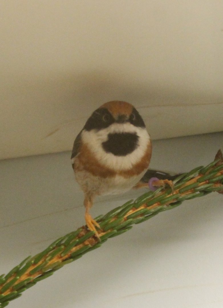 Black-throated Bushtit