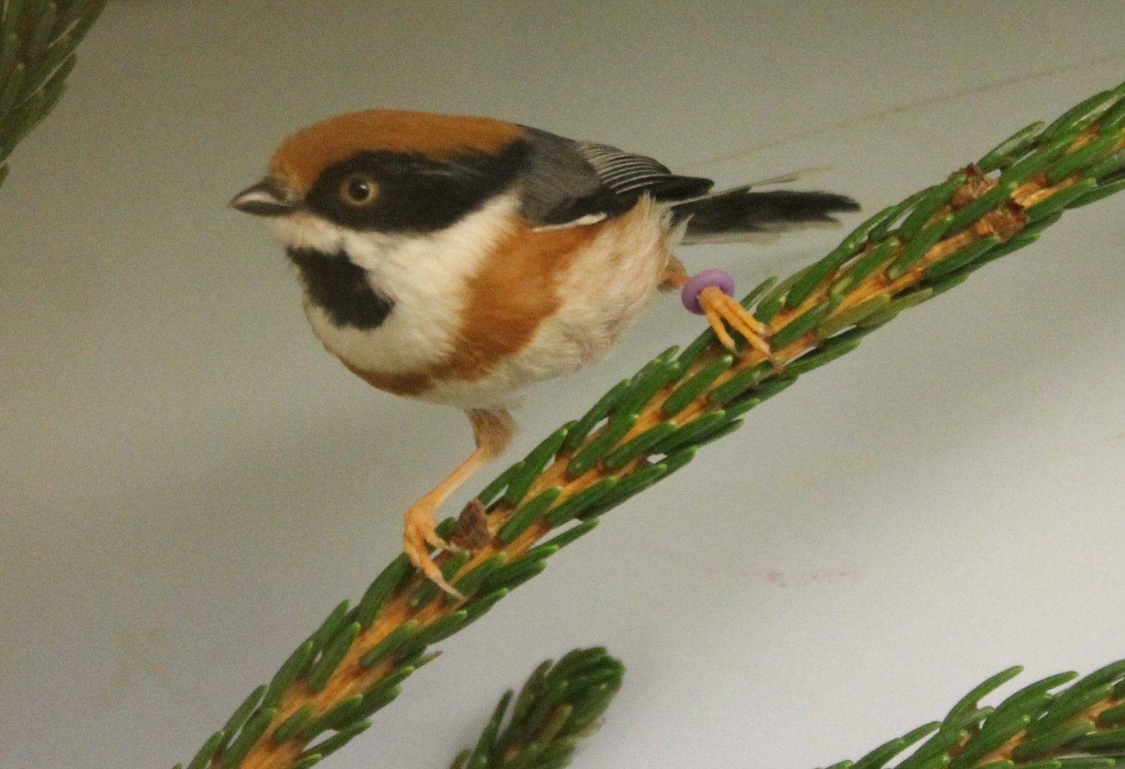 Black-throated Bushtit