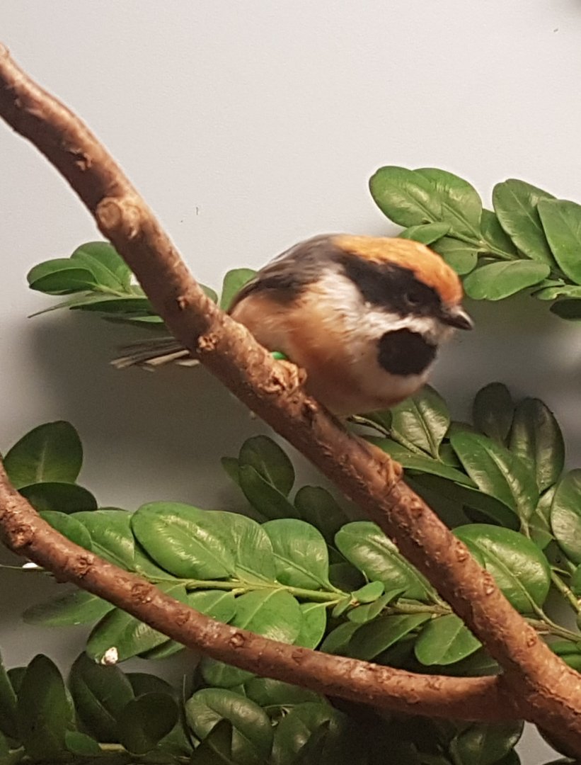 Black-throated bushtit