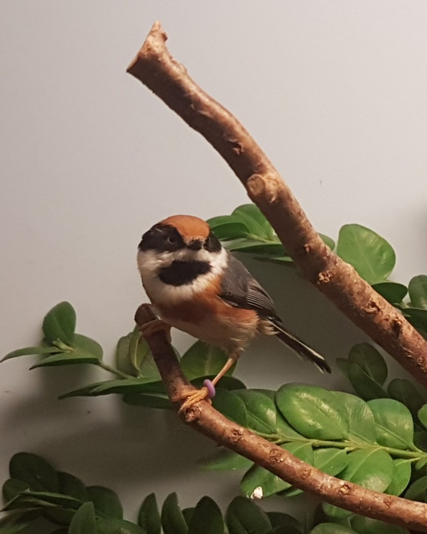 Black-throated bushtit