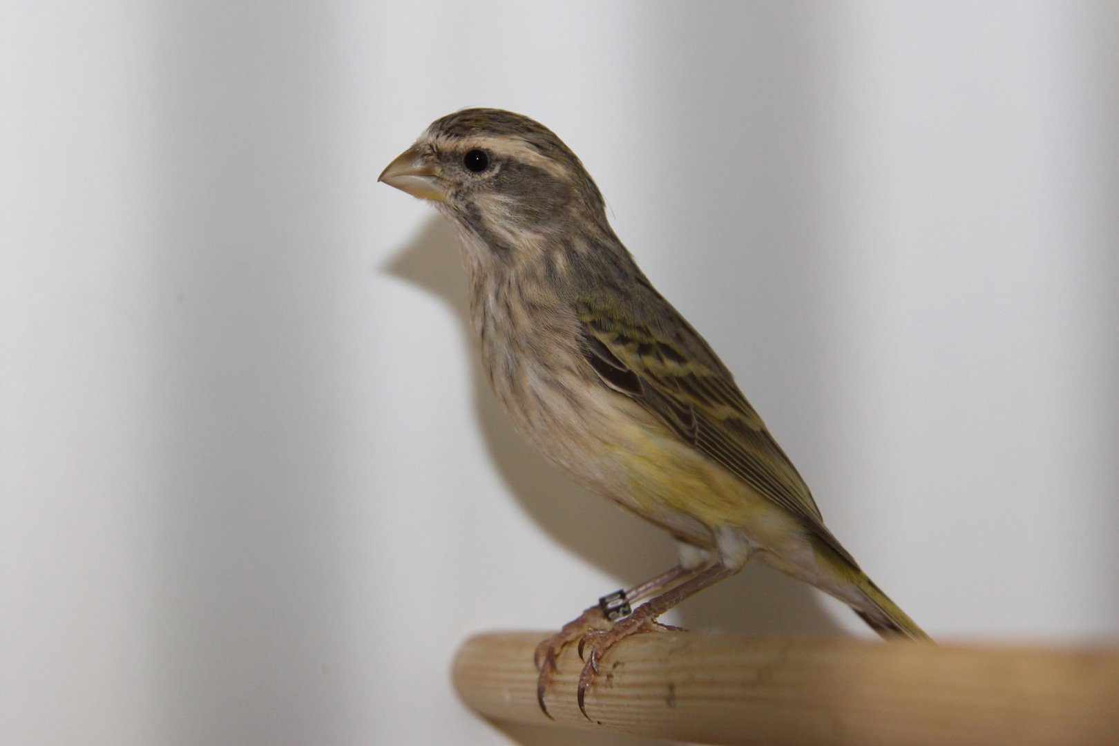Black-throated canary (Crithagra atrogularis)