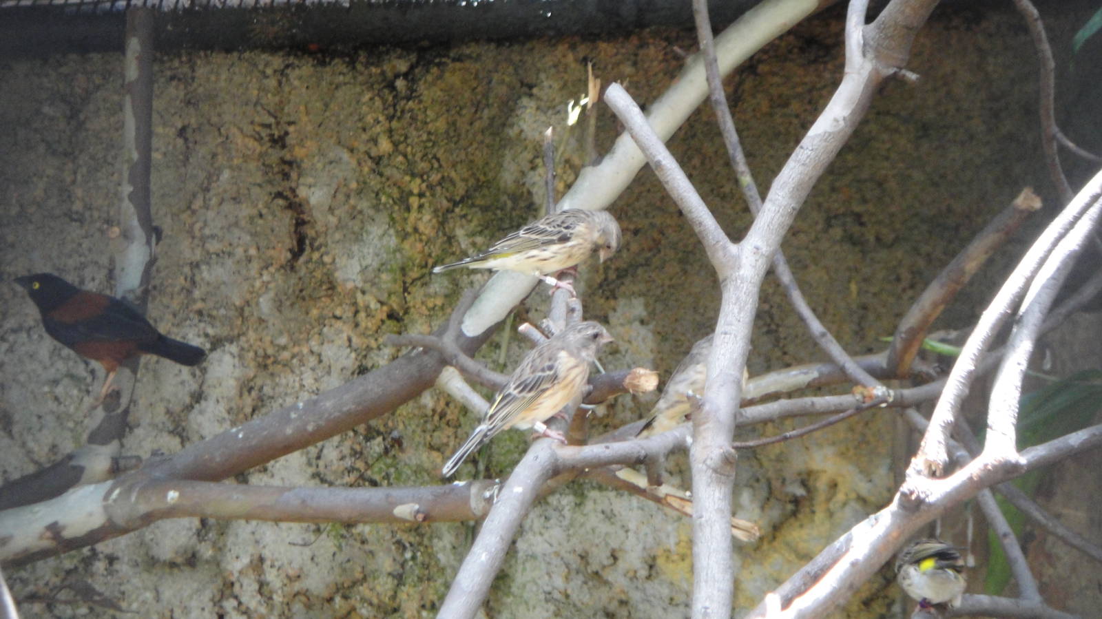 Black-throated Canary