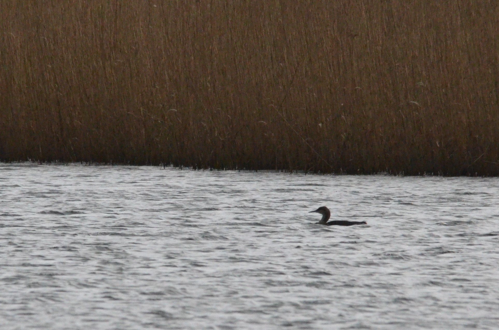 Black-throated Diver at Albert Village Lake, 11/02/18