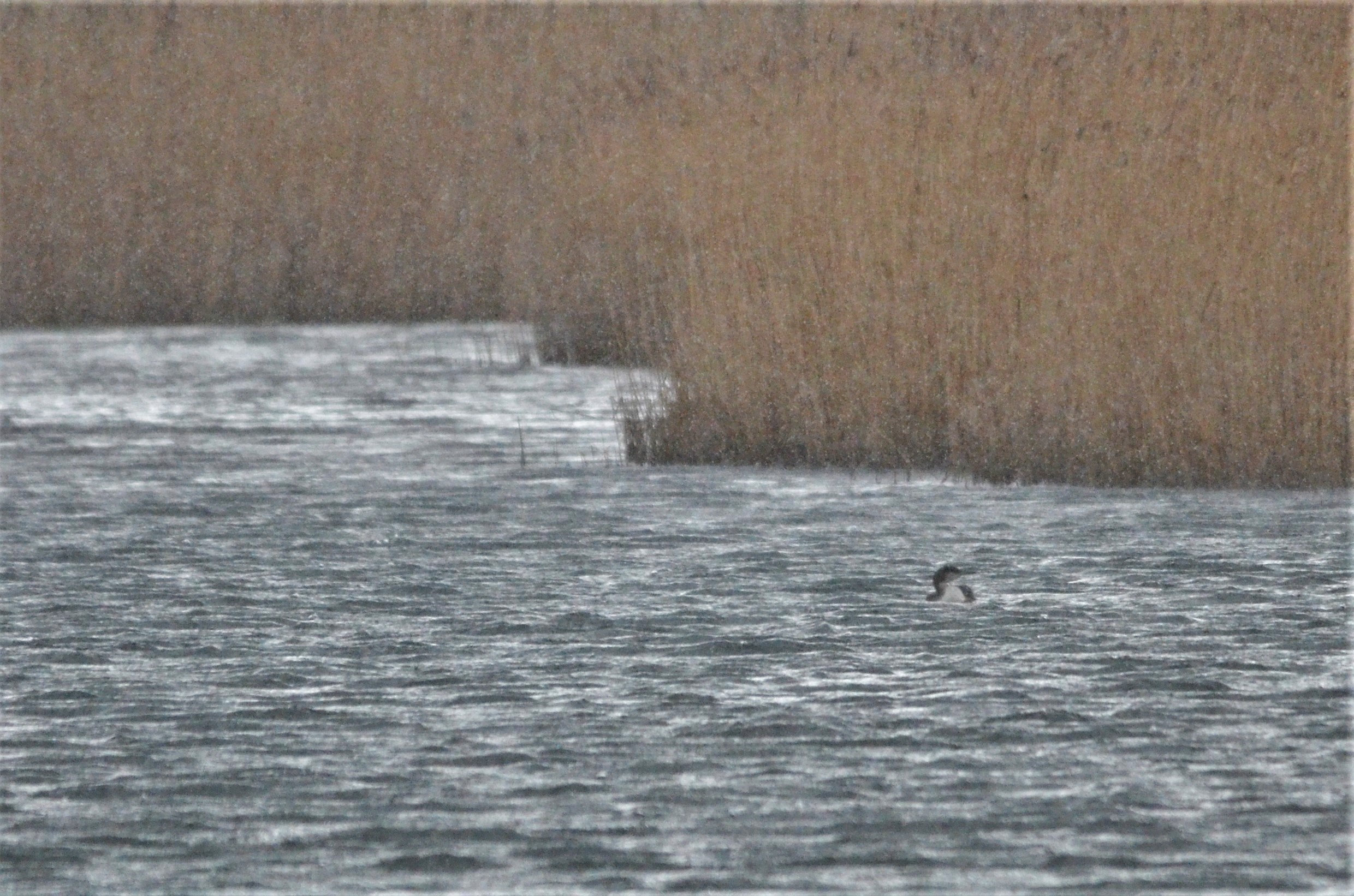 Black-throated Diver at Albert Village Lake, 11/02/18