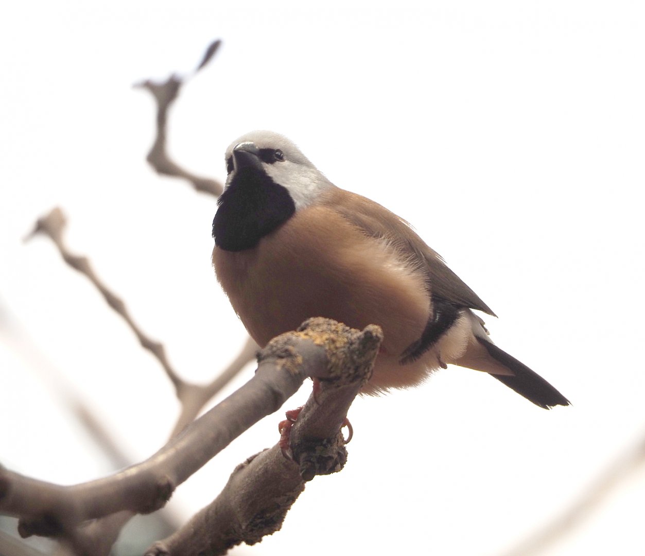 Black-throated finch (Poephila cincta), 2022-03-16