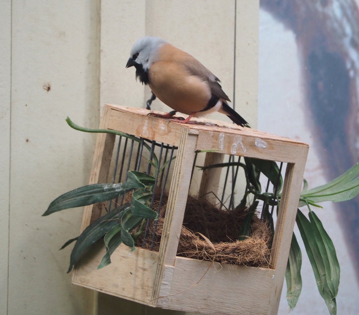 Black-throated finch (Poephila cincta), 2022-05-26