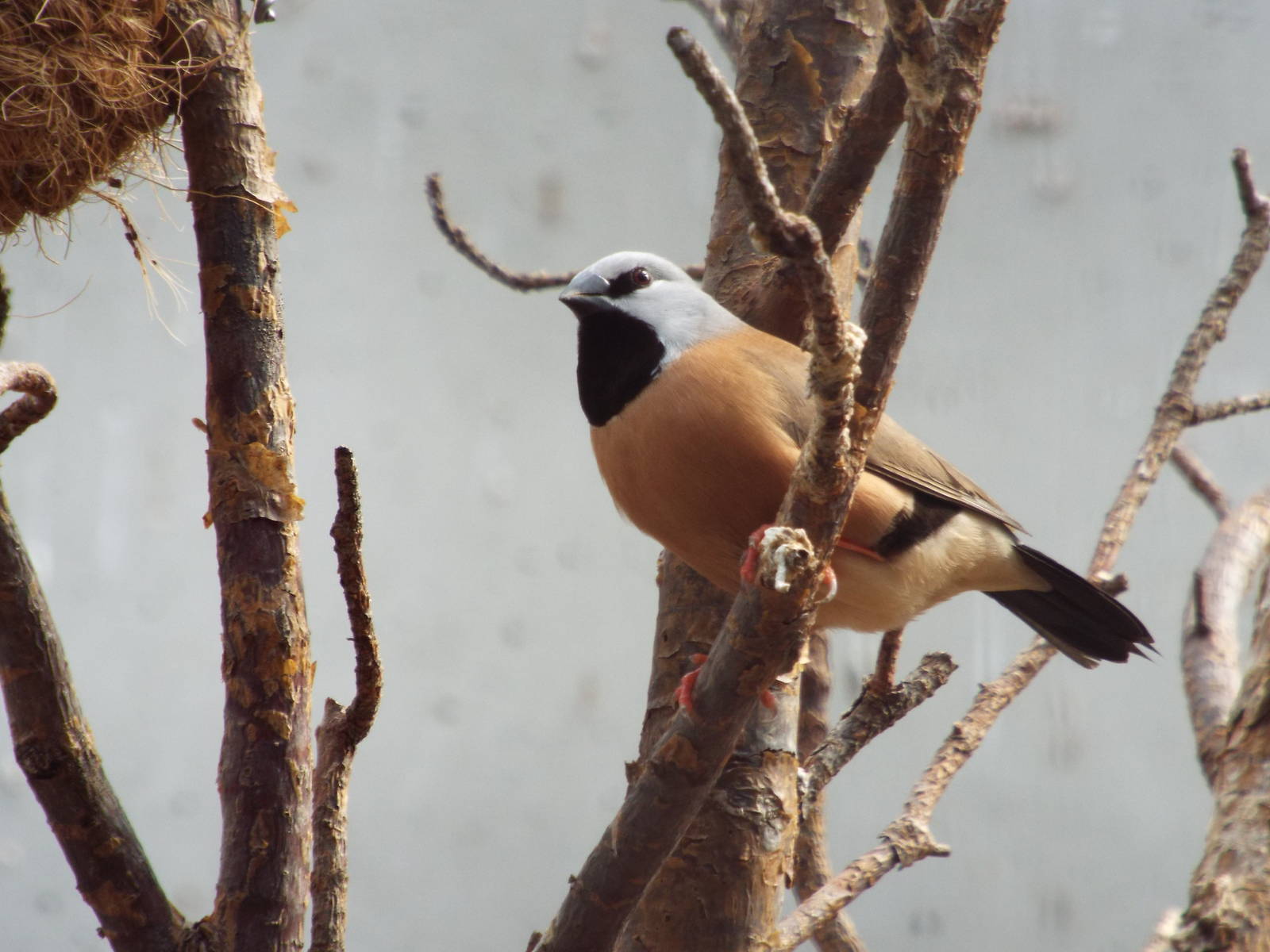 Black-throated Finch (Poephila cincta) at Zoo Berlin - 6th April 2014
