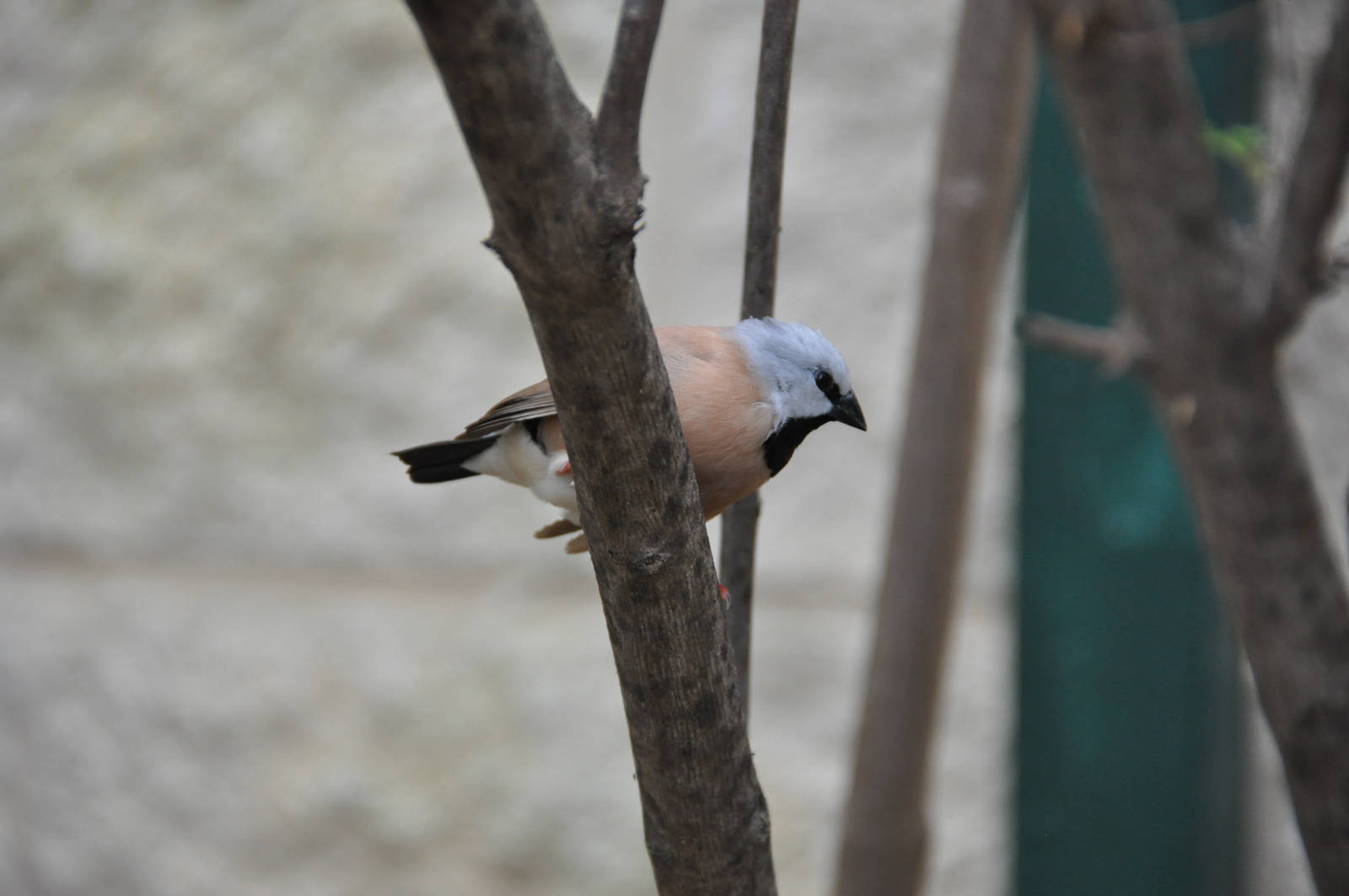 Black-throated finch/ Poephila cincta