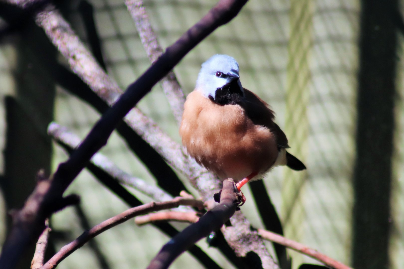 Black-throated Finch (Poephila cincta)