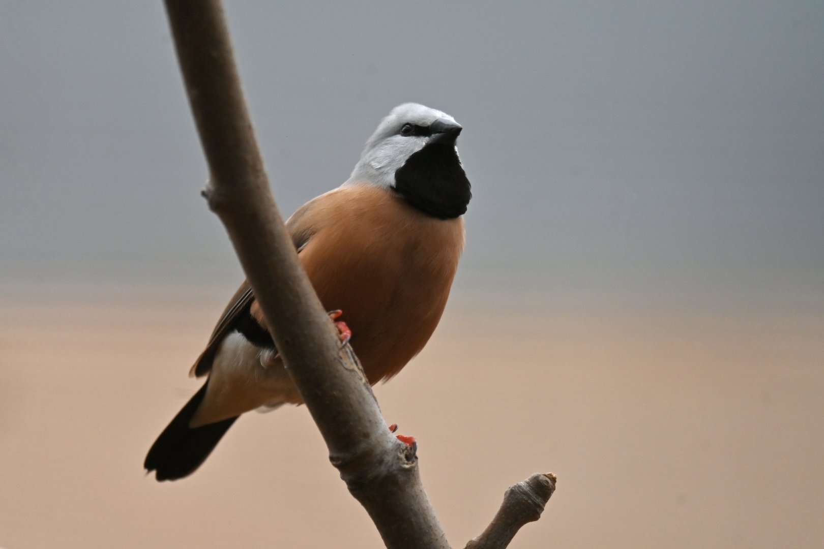 Black-throated Finch Poephila cincta