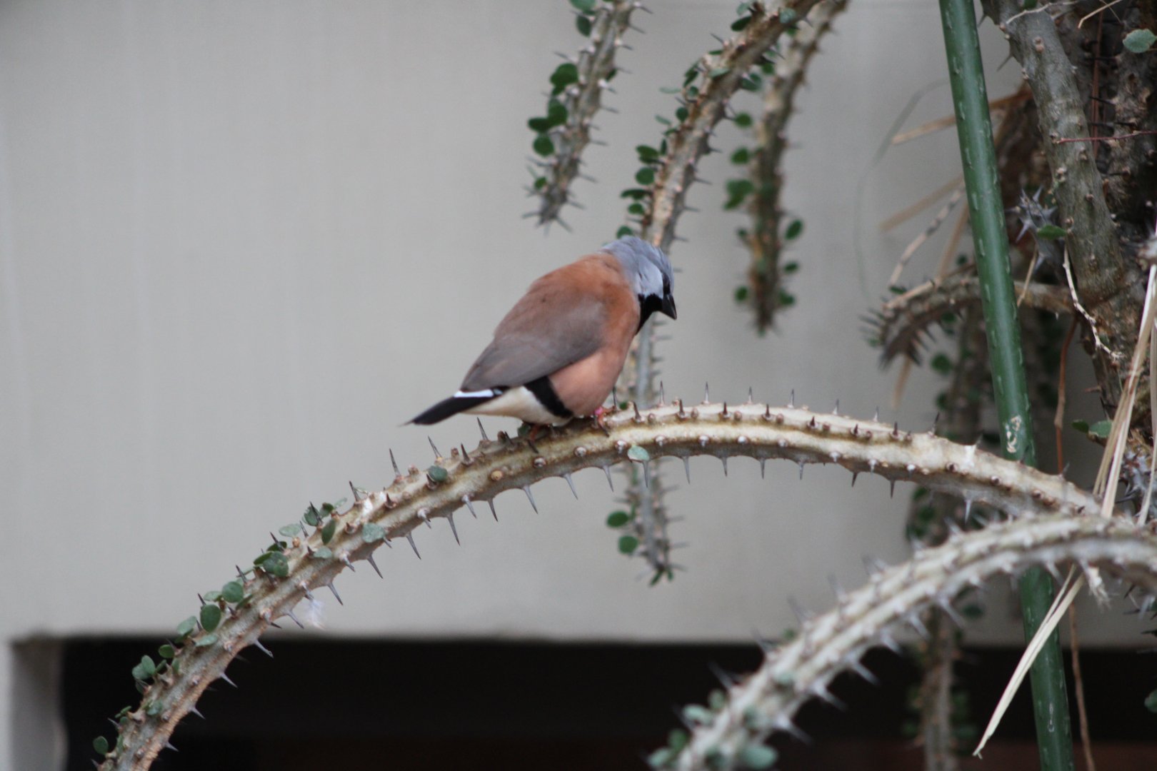 Black-Throated Finch (Poephila cincta)