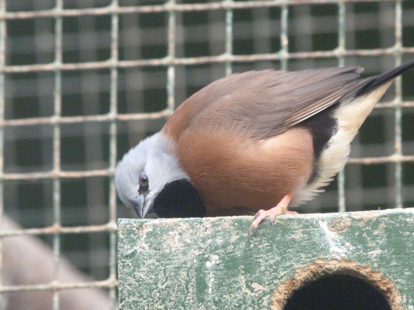 Black-throated finch -Zoo de Santillana del Mar (2024)