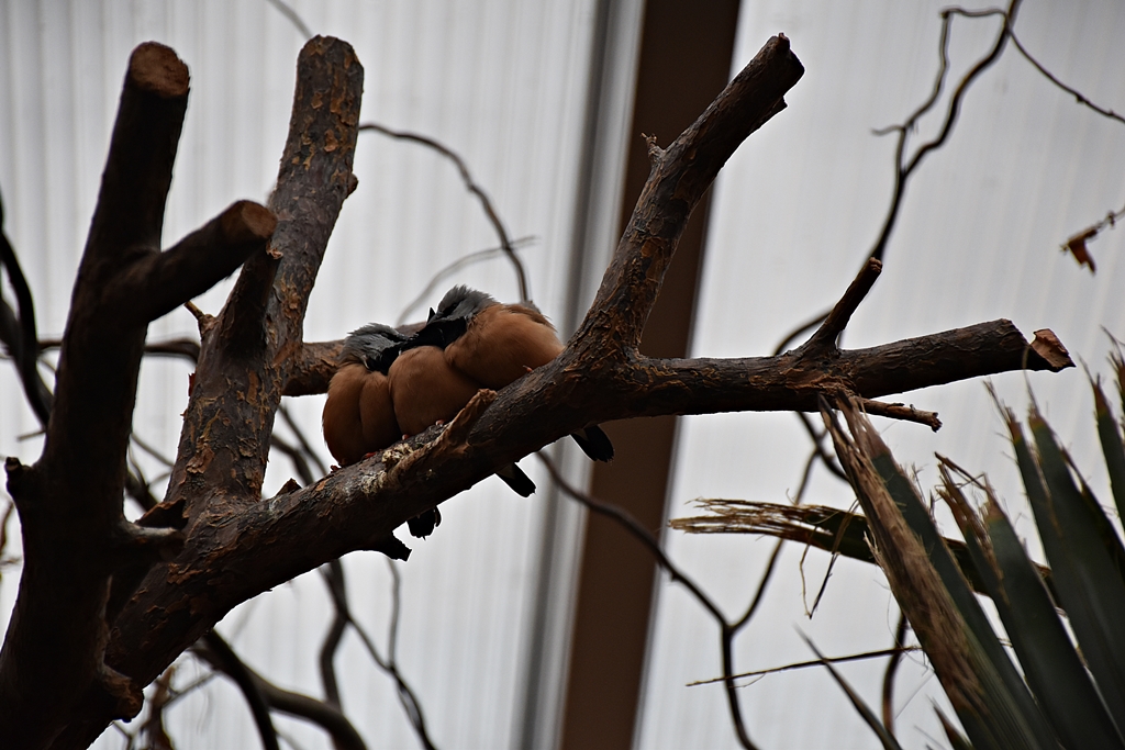 Black-throated finch