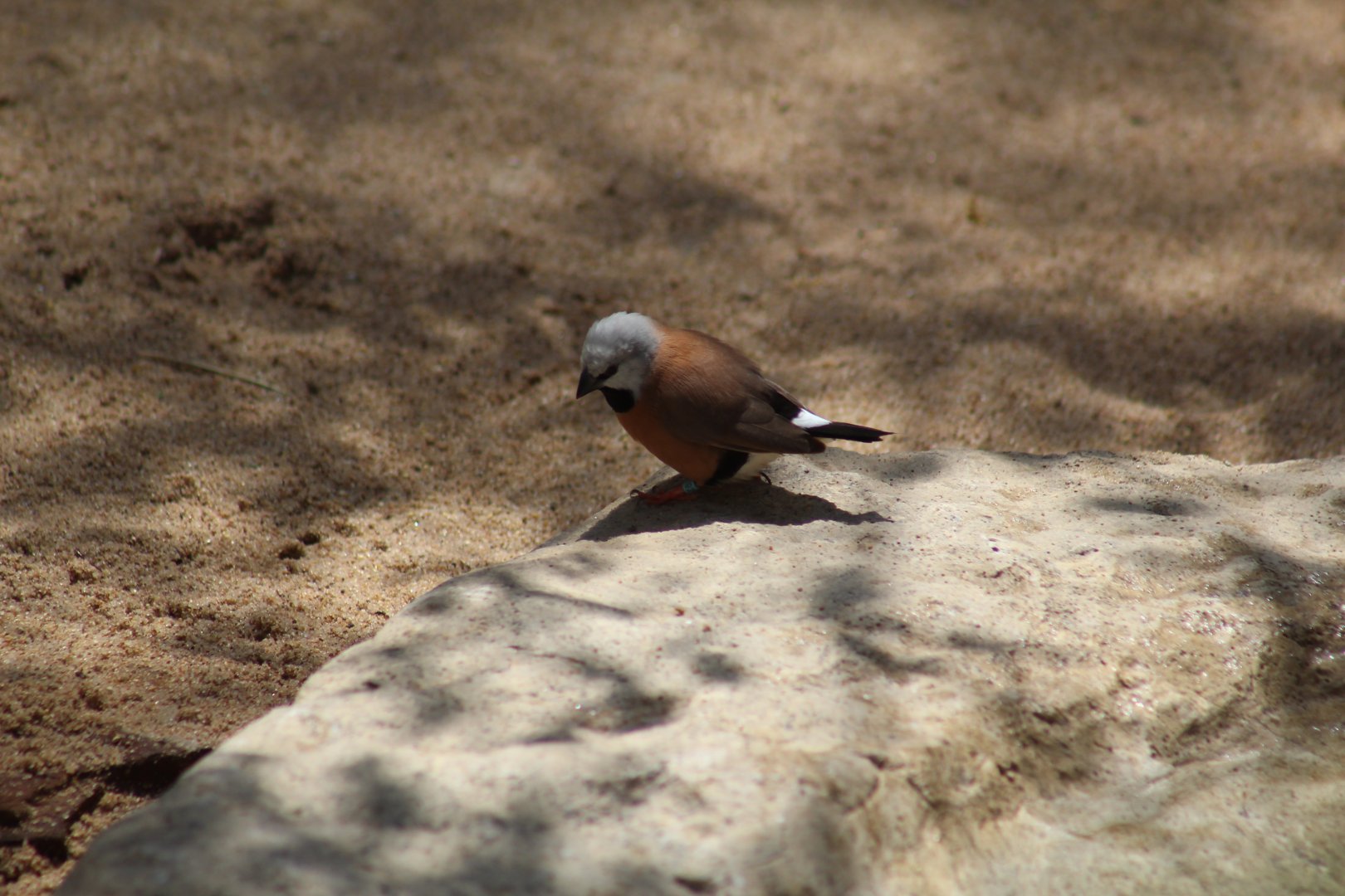 Black-Throated Finch