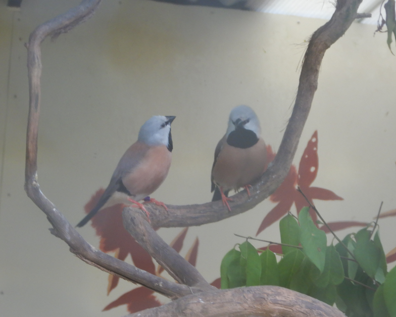 Black Throated Finch