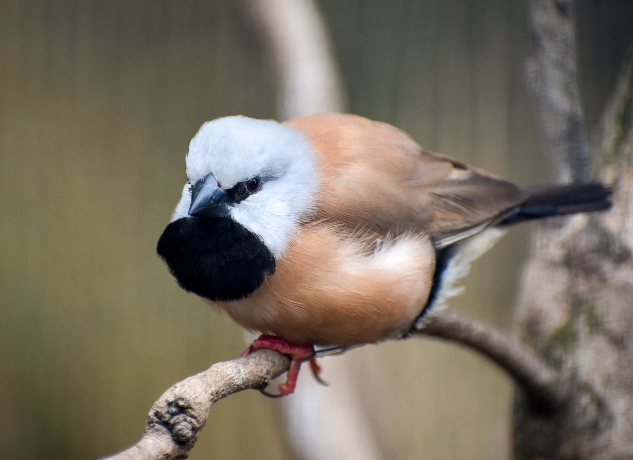 Black-throated Finch